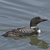 Adult breeding Adult breeding
