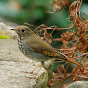 Note: reddish tail contrasts with reddish-brown back. Note: reddish tail contrasts with reddish-brown back.
