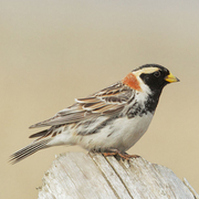 Breeding male plumage. Breeding male plumage.