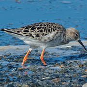 Female breeding plumage Female breeding plumage