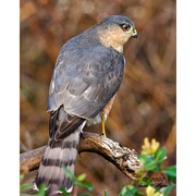 Adult. Note: lack of cap, thin legs, and tail feathers of equal length. Adult. Note: lack of cap, thin legs, and tail feathers of equal length.